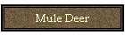 Mule Deer
